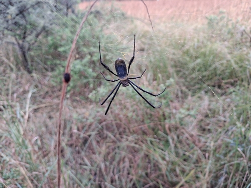 Hairy Golden Orb-weaving Spider