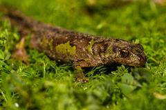 Triturus pygmaeus