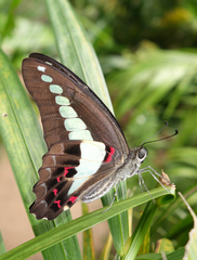 Graphium sarpedon sarpedon