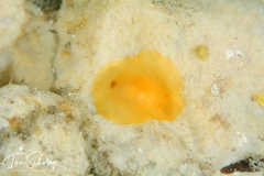 Doriopsilla carneola