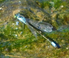 Ischnura cervula