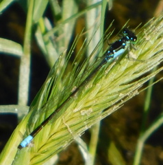 Ischnura cervula
