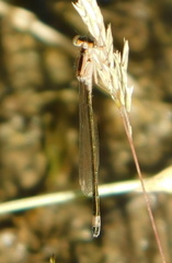 Ischnura cervula