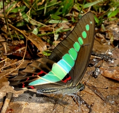 Graphium sarpedon sarpedon