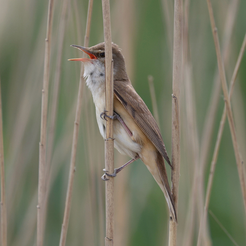 Great Reed Warbler (Acrocephalus arundinaceus), photo 7