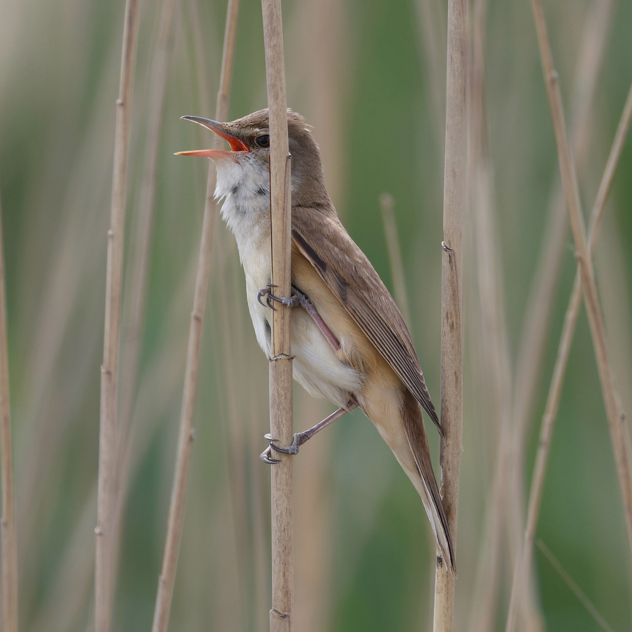 Great Reed Warbler (Acrocephalus arundinaceus), photo 7