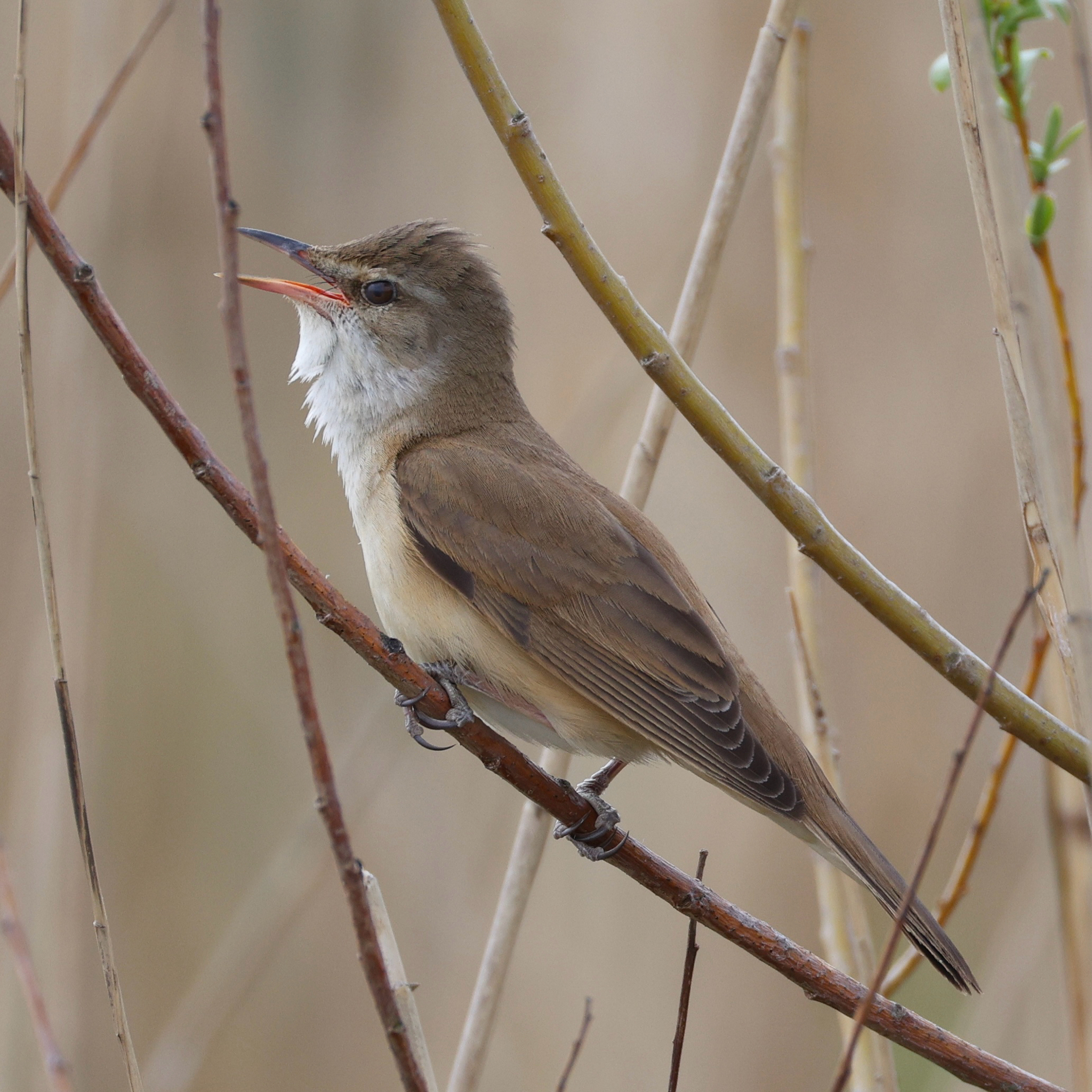 Great Reed Warbler (Acrocephalus arundinaceus), photo 8