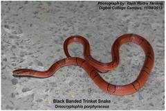 Oreocryptophis porphyraceus