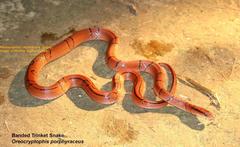 Oreocryptophis porphyraceus