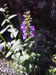 Scutellaria barbata