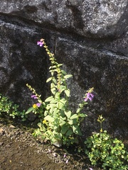Scutellaria barbata