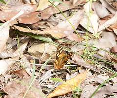 Heteronympha banksii