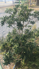 Pittosporum tobira