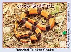 Oreocryptophis porphyraceus