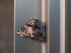 Aplotelia diplographa