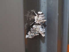 Aplotelia diplographa