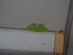 Tanaoctenia haliaria