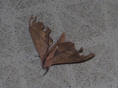 Marumba cristata bukaiana