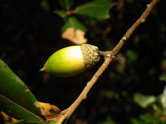 Quercus phillyreoides