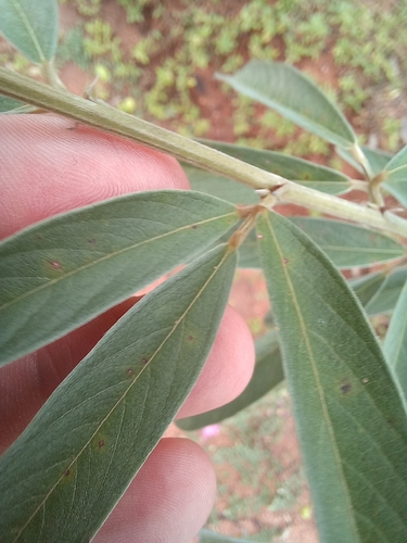 Eriosema psoraleoides, photograph 1