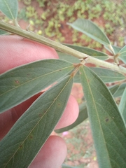 Eriosema psoraleoides