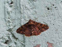 Alcis taiwanovariegata