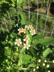 Pyracantha fortuneana