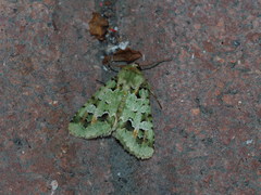 Diphtherocome pulchra