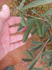 Eriosema psoraleoides, photograph author not stated, no rights reserved