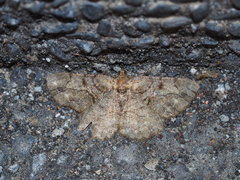 Psilalcis pulveraria