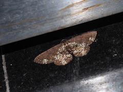 Abaciscus tristis