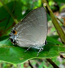 Rapala iarbus iarbus