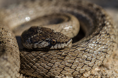 Macroprotodon brevis