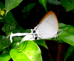 Cheritra freja evansi