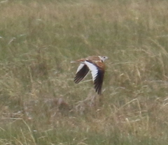 Melanocorypha mongolica