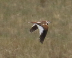 Melanocorypha mongolica