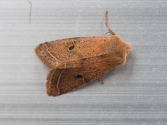 Orthosia lushana