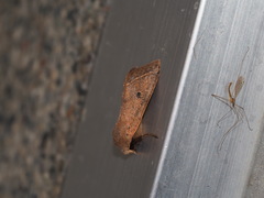 Orthosia lushana