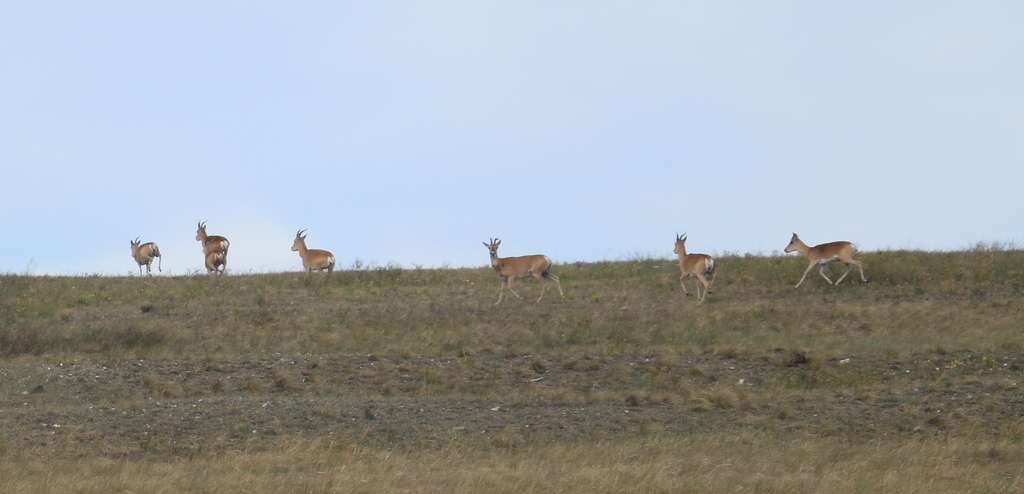 gazelle moskva