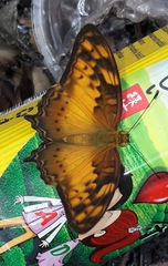 Vagrans sinha sinha