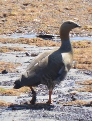 Chloephaga rubidiceps