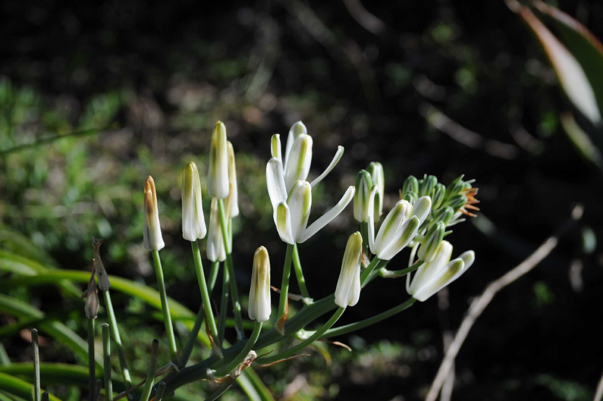 Imagem de Albuca nelsonii