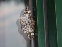 Alcis admissaria