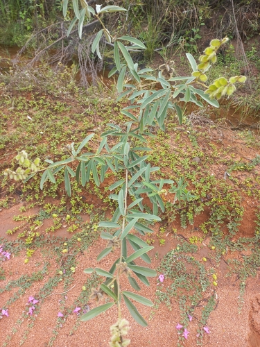 Eriosema psoraleoides, photograph 3