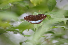Tanaecia whiteheadi