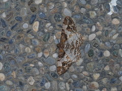 Alcis admissaria