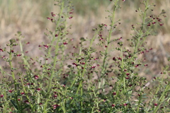 Scrophularia incisa
