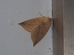 Descoreba simplex
