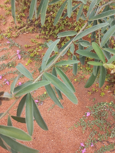 Eriosema psoraleoides, photograph 4