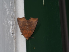 Goniocraspidum pryeri